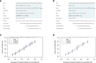 Development and verification of prognostic nomogram for ampullary carcinoma based on the SEER database